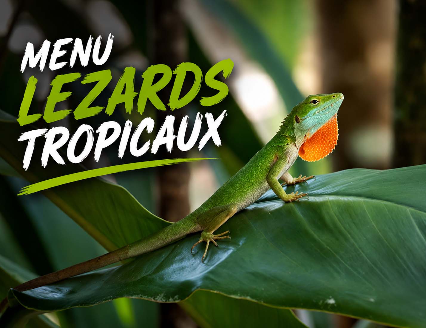 Petit Lézards Tropicaux